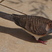 Bar-shouldered Dove